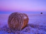 Wheat straw bale in a snowy field at dawn, North Dakota, United States
